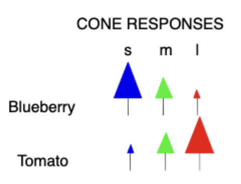 <ul><li><p>Perceived colour varies with ratio of responses of the <strong>three</strong> cones</p></li><li><p> <span>Young-Helmholtz trichromatic theory proposed that the colour that we see just depends on how much activation do I have from each type of cone.</span></p><ul><li><p><span>Ratio of response of 3 wavelengths gives us colour.</span></p></li></ul></li></ul><p></p>