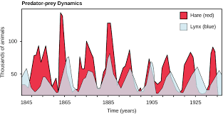 <ul><li><p>When the prey population rises, the predator population also rises as they have food to eat.</p></li><li><p>When the prey population falls, the predator population also falls as they don’t have much food to eat.</p></li></ul><p></p>