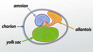 <p>bilaminar disc (epiblast + hypoblast); amnion and primary yolk sac appear </p>