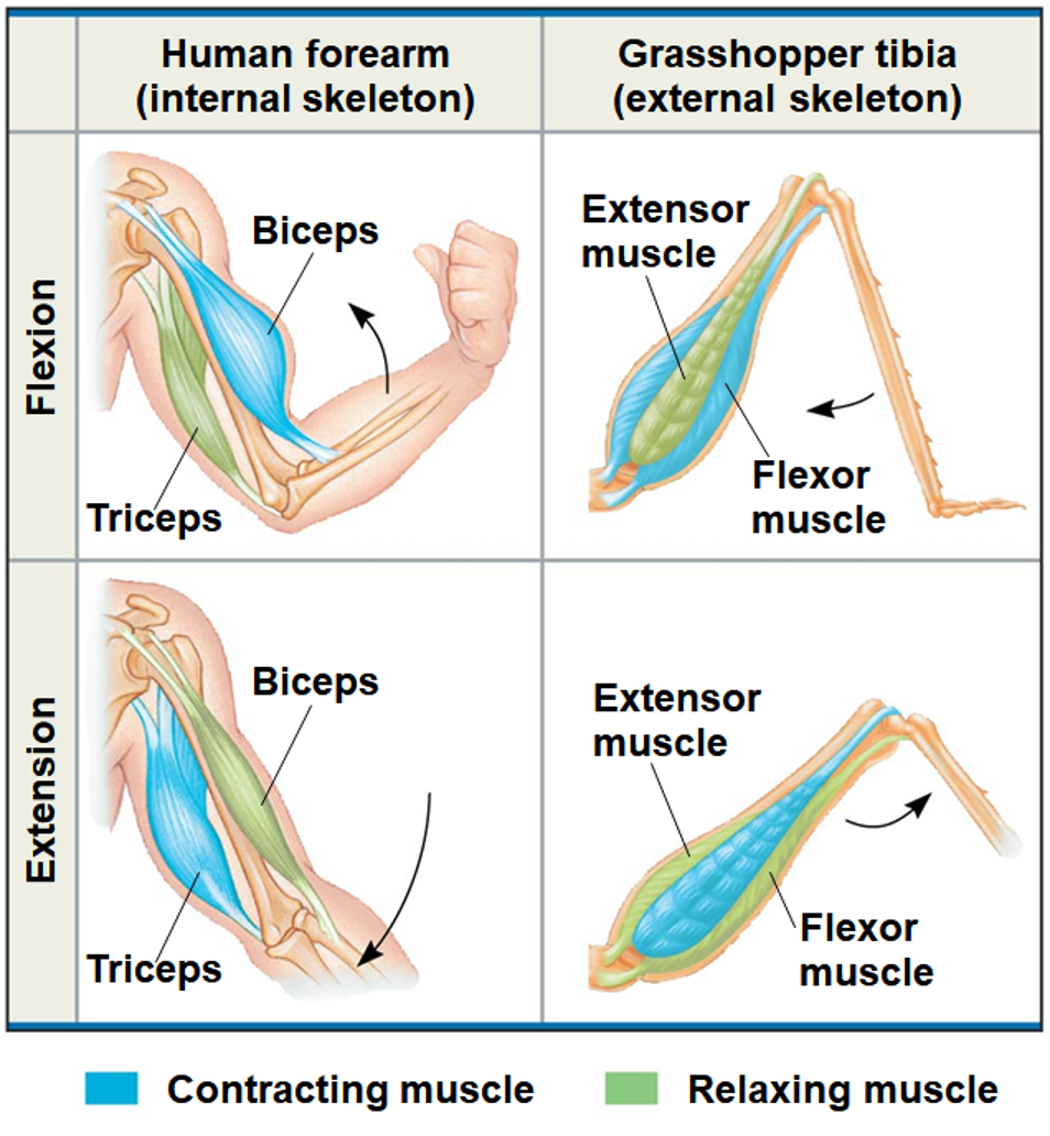 <p>Skeletal Muscle/Skeleton</p>