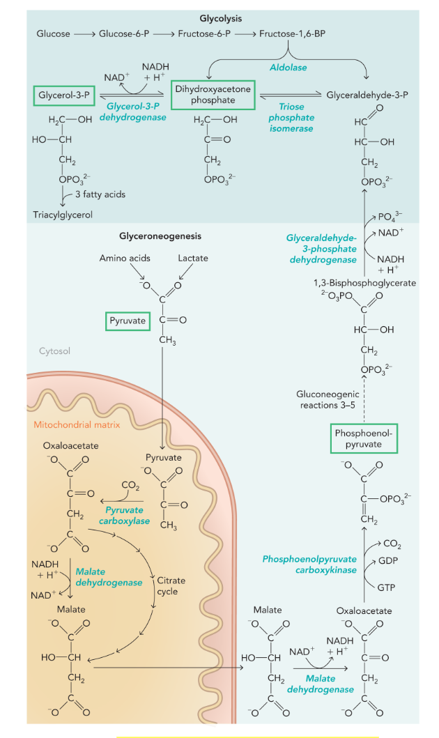 <p>functions in adipocytes and hepatocytes to synthesize dihydroxyacetone phosphate when blood glucose levels are low (no glycolysis) </p><ul><li><p>uses many gluconeogenic enzymes </p></li><li><p>does not make glucose</p></li></ul><p></p>