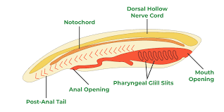 <p>1) Notochord</p><p>2) Dorsal Nerve Cord</p><p>3) Pharyngeal Slits</p><p>4) Post-anal Tail'</p><p>Only </p>