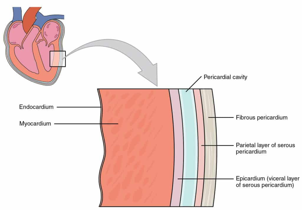 <p>Forms a double-walled sac called the <span>pericardium</span> that surrounds, protects, and anchors the heart</p>