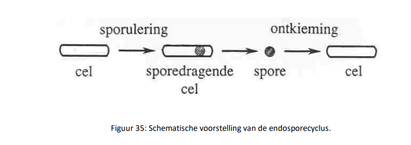 <ul><li><p>endosporen worden gevromd tijdens het proces van sporulatie</p></li><li><p>tijdens dit proces ondergaat de cel als het ware een gedaanteverwisseling</p></li><li><p>het sporulatieproces wordt meestal ingezet als de bacterie zich in een ongunstige situatie bevindt zoals een tekort aan voedingsstoffen, een te hoge omgevingstemperatuur,…</p></li></ul><p></p>