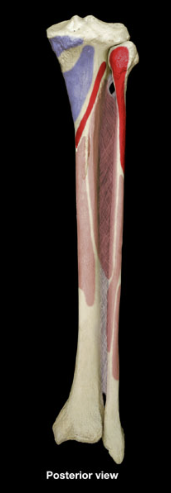 <p>proximal shaft of tibia (posterior)</p><p>proximal shaft of fibula (posterior)</p>
