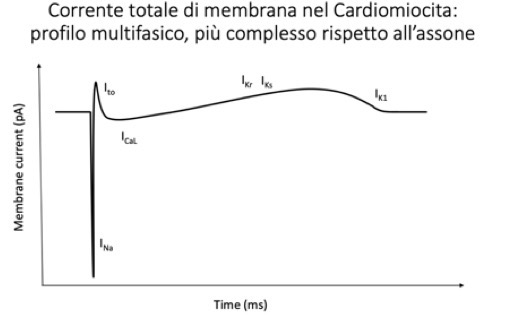 <p>Il <strong>Voltage Clamp</strong> permette di studiare le correnti ioniche mantenendo costante il potenziale di membrana.</p><p>• <strong>Funzionamento:</strong> Si impone alla cellula il voltaggio (voltaggio comandato, Vc). Dopo che la cellula raggiunge il voltaggio viene "clampata" (bloccata), al potenziale desiderato. In questo modo la driving force (forza spingente) per ciascun ione è costante.</p><p>• <strong>Significato delle misurazioni:</strong> L'equazione fondamentale è I = G x (Em - E_{ion}). Essendo la driving force (Em - E_{ion}) mantenuta costante dallo sperimentatore, qualsiasi variazione di corrente misurata (I) corrisponde direttamente a una variazione della conduttanza (G), ovvero all'<strong>apertura o chiusura dei canali ionici</strong>.</p><p>• <strong>Profilo delle correnti:</strong> Nel cardiomiocita, il tracciato della corrente totale è multifasico e complesso: presenta due deflessioni verso il basso (correnti entranti depolarizzanti: prima il sodio, poi il calcio con un certo ritardo) seguite da correnti uscenti (potassio, ripolarizzanti). Nel neurone il profilo è più semplice (sodio entrante, potassio uscente). Per isolare e misurare una specifica corrente (es. solo quella del sodio), si utilizzano bloccanti selettivi per gli altri ioni (es. bloccanti del potassio e del calcio).</p>