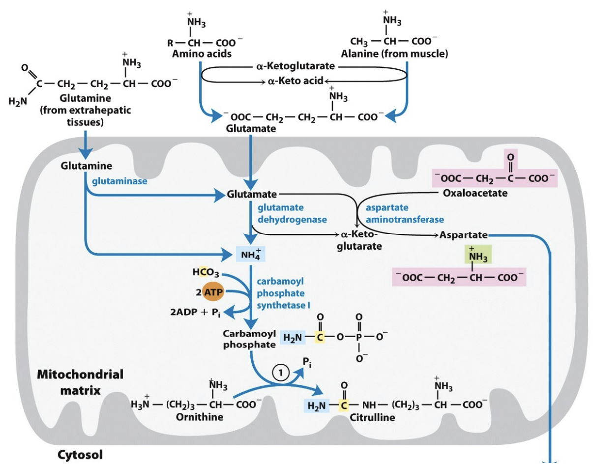 What indirect carriers feed nitrogen into the urea cycle?