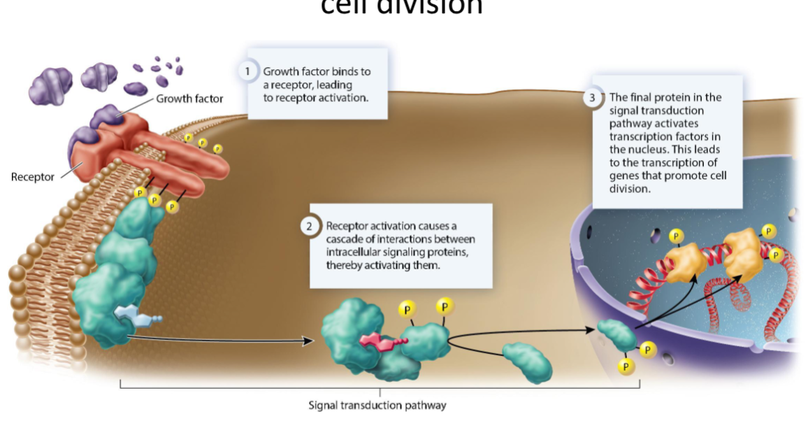 <p>Genes that are mutated or overexpressed and can promote cancer by keeping the cell division signaling pathway in a permanent “on” position.</p>