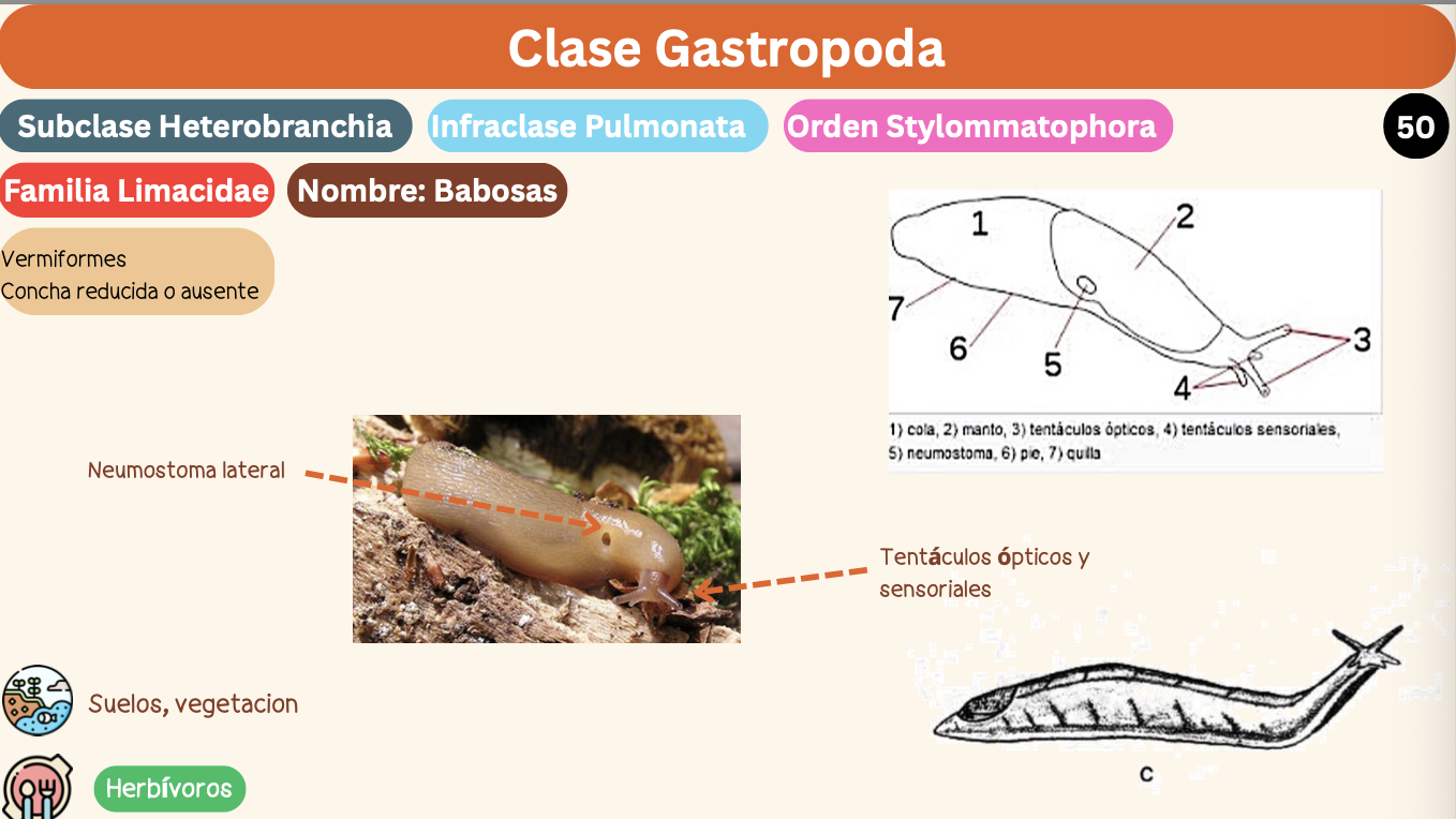<p><strong>FILO </strong>Mollusca<strong><br>CLASE </strong>Gastropoda<br><strong>SUBCLASE </strong>Heterobranchia<br><strong>INFRACLASE </strong>Pulmonata<br><strong>ORDEN</strong> Stylommatophora<br><strong>FAMILIA </strong>Limacidae<br><strong>NOMBRE COMÚN </strong>Babosas<strong><br>CARACTERÍSTICAS </strong>Vermiformes, concha reducida o ausente.<br><strong>RÁDULA </strong>Raquiglosa.<strong><br>ALIMENTACIÓN </strong>Herbívoros.<strong><br>HÁBITAT </strong>Suelos, vegetación.</p>