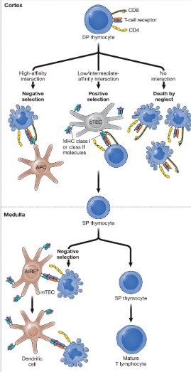 <p>Process that prevents the release of thymocytes that can recognize MHC-self-peptide complexes with high-affinity, ensuring self-tolerance.</p>