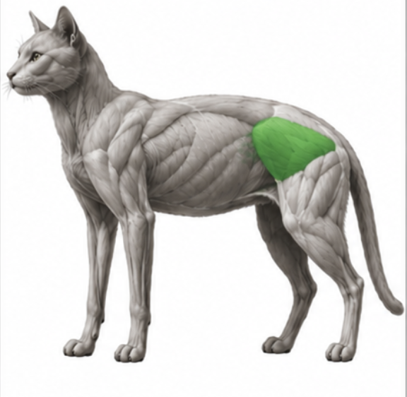 <p>What cat muscle is this?</p>