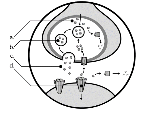 <p><strong>Identify the location where neurotransmitters are stored immediately prior to use. </strong></p><p>A. Area A</p><p>B. Area B</p><p>C. Area C</p><p>D. Area D</p>