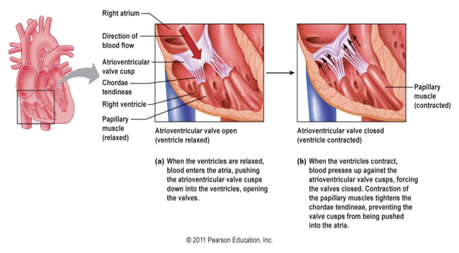 <p><span>The papillary muscle contracts and pulls on chordinae tendineae to keep the valves from turning inside out when pressure gets really high in the ventricles. They maintain tension to keep the valves from everting.</span></p>