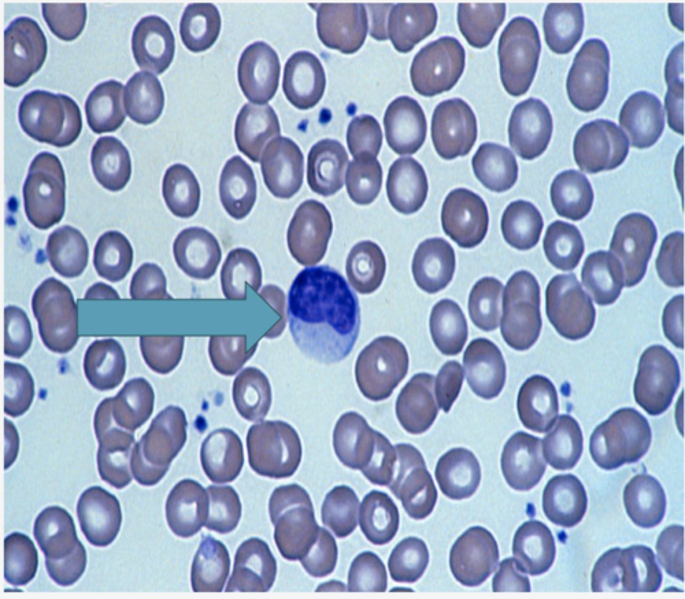 <p>Identify the blood formed element</p>