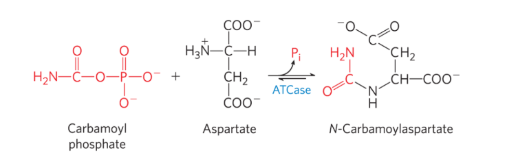 <p>______________(ATCase) - catalyzes the<strong> formation of carbamoyl aspartate, an early step in pyrimidine biosynthesis.</strong></p><ul><li><p>Regulatory Enzyme </p></li></ul><p></p>