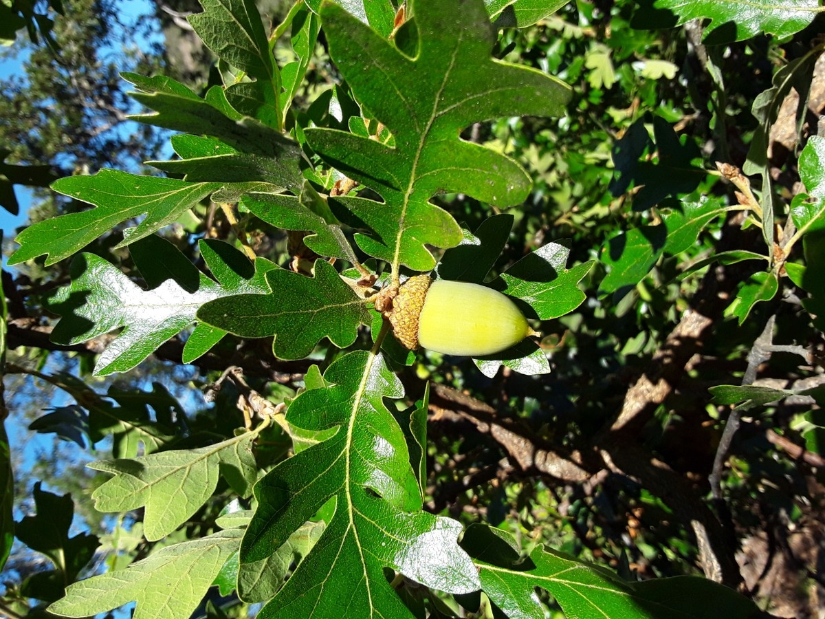 <p>Quercus garryana </p>