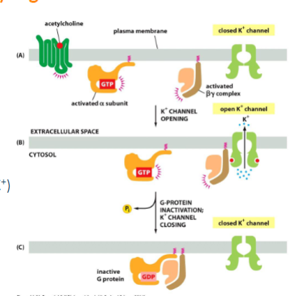 <p>ie regulation of heart rate - slowing down. acetylcholine binding to GPCRs of heart pacemakers cells activate the the G-protein Gi. the betagamma subunit binds to K+ ion channel causing it to open (slowing heart rate by increasing membrane permeability to K+). Channel closes when GTP is cleaved and the subunit re-associates w/ one another</p>