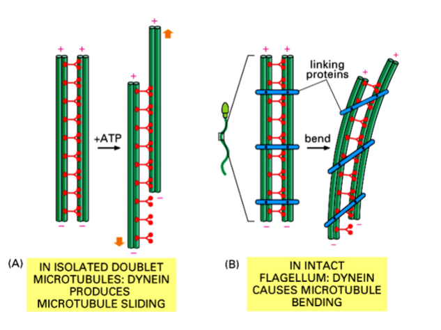 <p><span style="background-color: transparent;"><strong>Dynein Arms and Radial Spokes</strong></span></p>