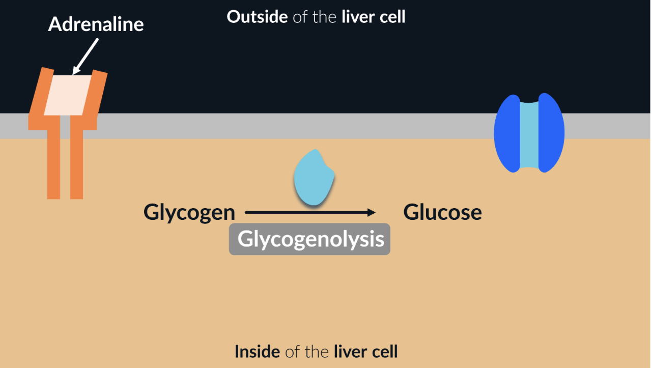 <p>a third hormone that can affect our blood glucose levels is adrenaline. adrenaline is produced by our adrenal glands in response to stress</p><p>in the blood, adrenaline binds to complementary receptors in liver cells. once bound, it activates the enzymes that catalyse glycogenolysis: breakdown of glycogen into glucose</p>
