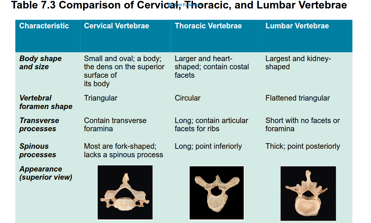 <p>vertebrae share common features</p><p>body (centrum)</p><p>vertebral foramen</p><p>pedicles and laminae</p><p>superior and inferior articular processes</p><p>transverse processes</p><p>spinous process</p><p>memory trick for Vertebrae number:</p><p>Breakfast at <strong>7</strong>, Lunch at <strong>12</strong>, Dinner at <strong>5</strong></p><p><strong>7</strong> cervical, <strong>12</strong> thoracic, <strong>5</strong> lumbar</p>