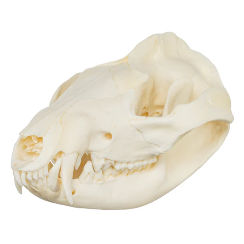 <p><span>5/4 incisors, fenestrated palate, inflected angular process; marsupial pouch</span></p>