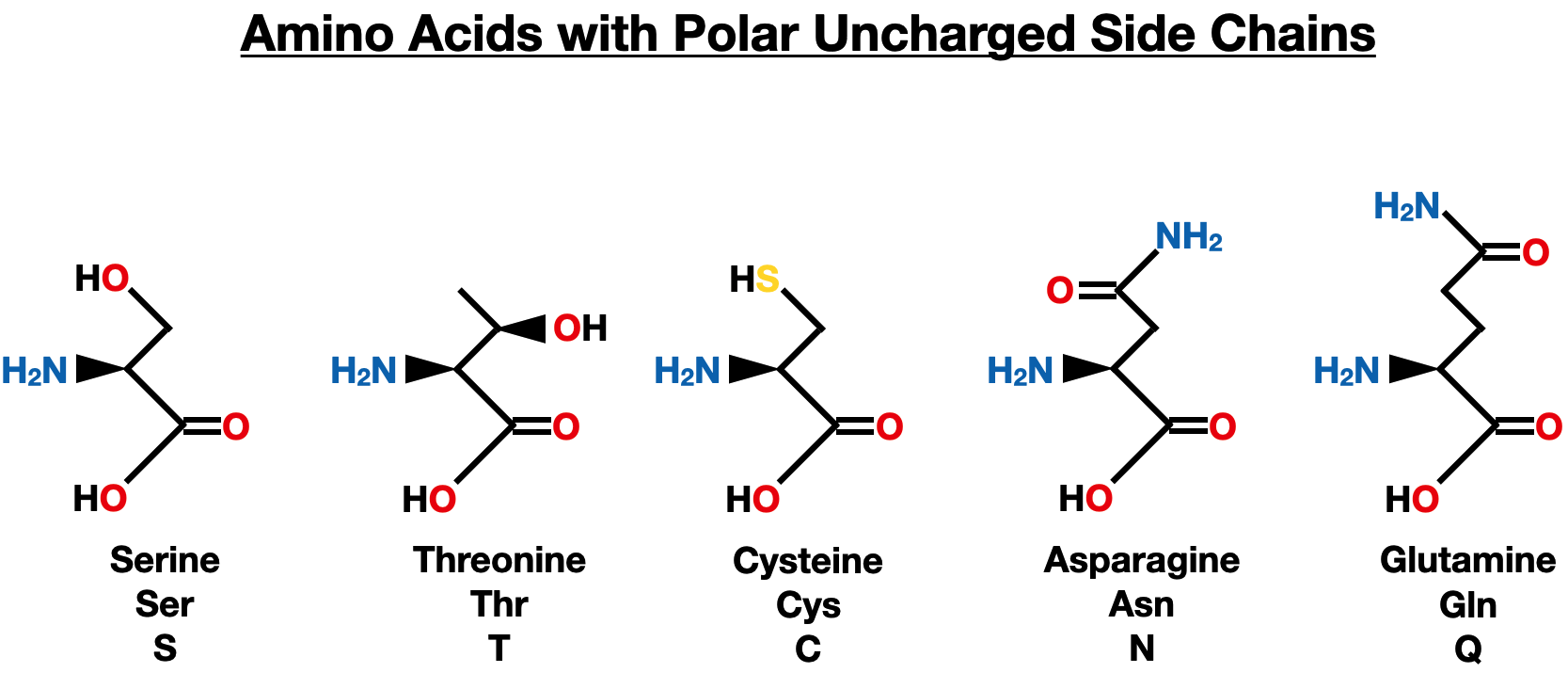 <p>Amino Acids with Polar Side Chains</p>