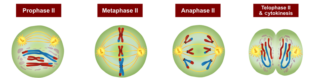 <p>&nbsp;</p><ul><li><p><span style="font-family: "Gill Sans MT";">At the end of this first division one chromosome from each homologous pair has been donated to each intermediate cell.</span></p></li></ul><p>&nbsp;</p><ul><li><p><span style="font-family: "Gill Sans MT";">The second division of meiosis is called a ‘mitotic’ division, because it is similar to mitosis.</span></p></li></ul><p></p>
