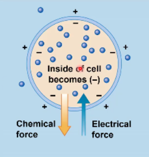 <p>Now that there is a electrical gradient difference in the hypothetical cell that is only <strong>permeable to potassium </strong></p><ul><li><p>inside cell is more negative</p></li></ul><p>causing electrical force to do what with Potassium?</p><p><strong>remember opposites attract</strong></p><p></p>