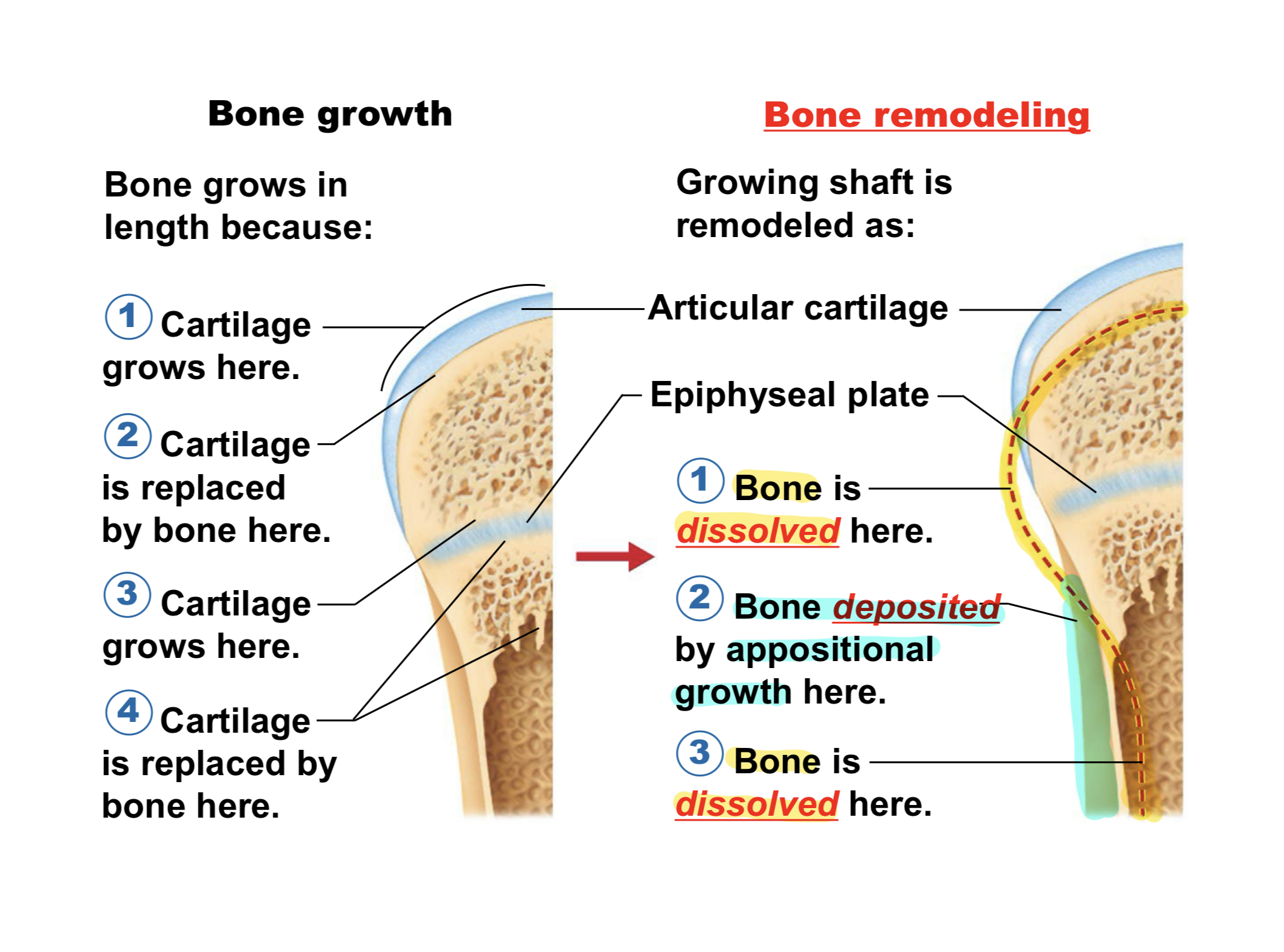 <p>Bone Remodeling happens throughout life <span style="color: yellow;">due to</span>: (Bone Remodeling) </p>