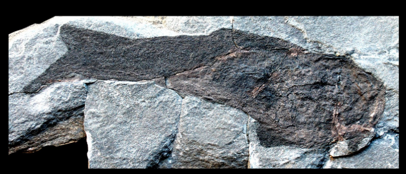 <ul><li><p>Lower Silurian</p></li><li><p>UK, Scotland </p></li></ul><p></p>