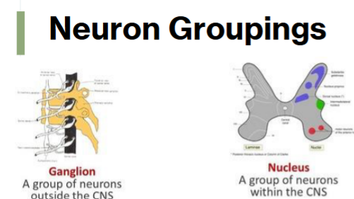 <p>Within the CNS, nuclei, ganglions in the PNS </p>