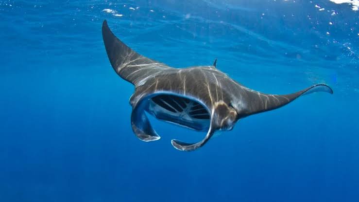 <p>manta</p>