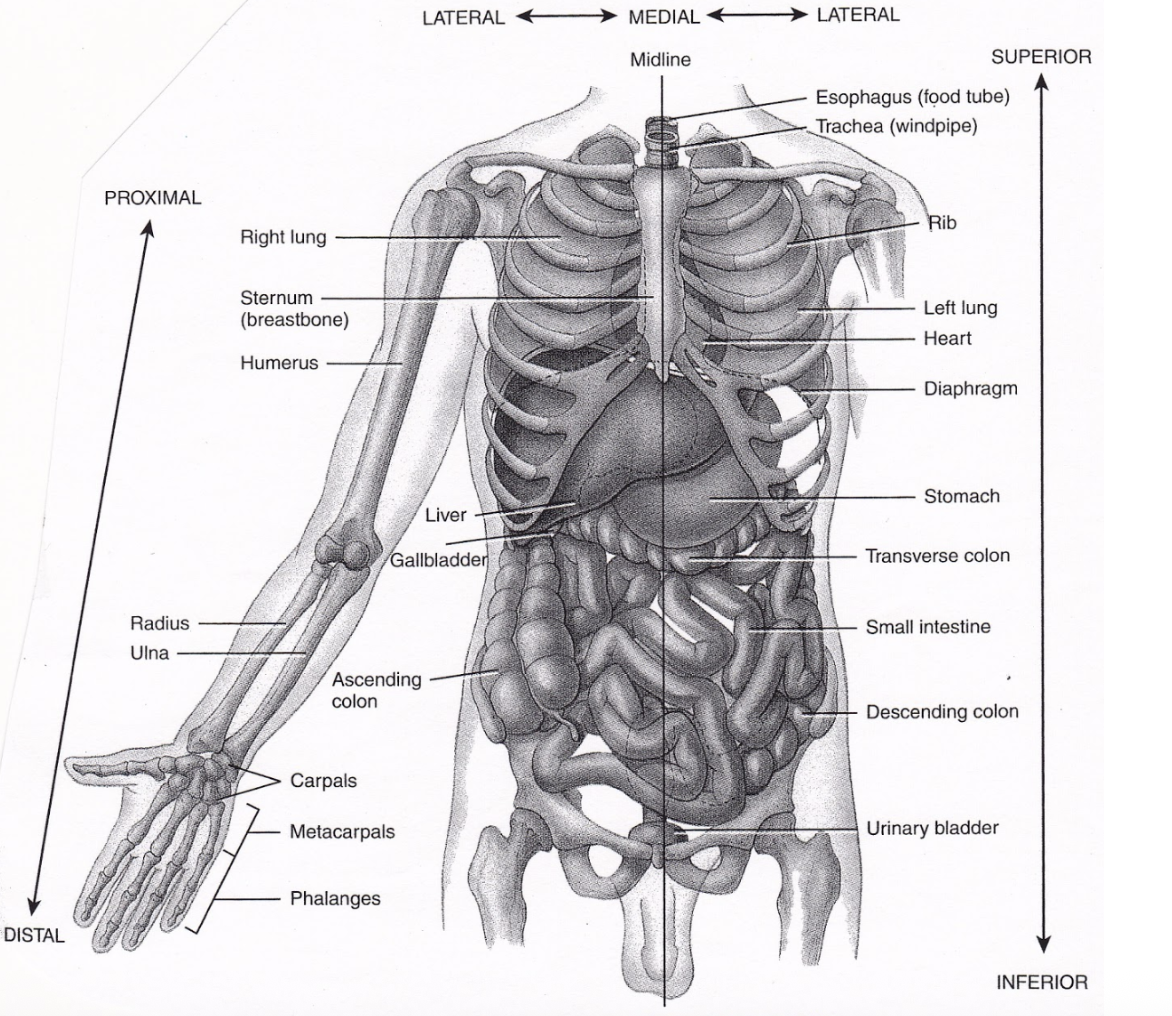 <p>Prone - lying face down Supine - lying face up (rest on image)</p>