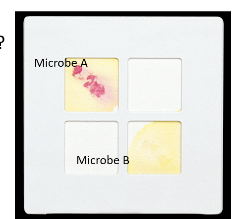 <p>2 different bacteria, Microbe A (red color) and Microbe B (yellow color).</p><p>&nbsp;</p><p>Which one of the microbes is "indole positive" and which enzyme does this microbe make that permits it to make indole?</p>