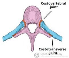 <p>between bodies of adjacent vertebrae and head of one rib</p>