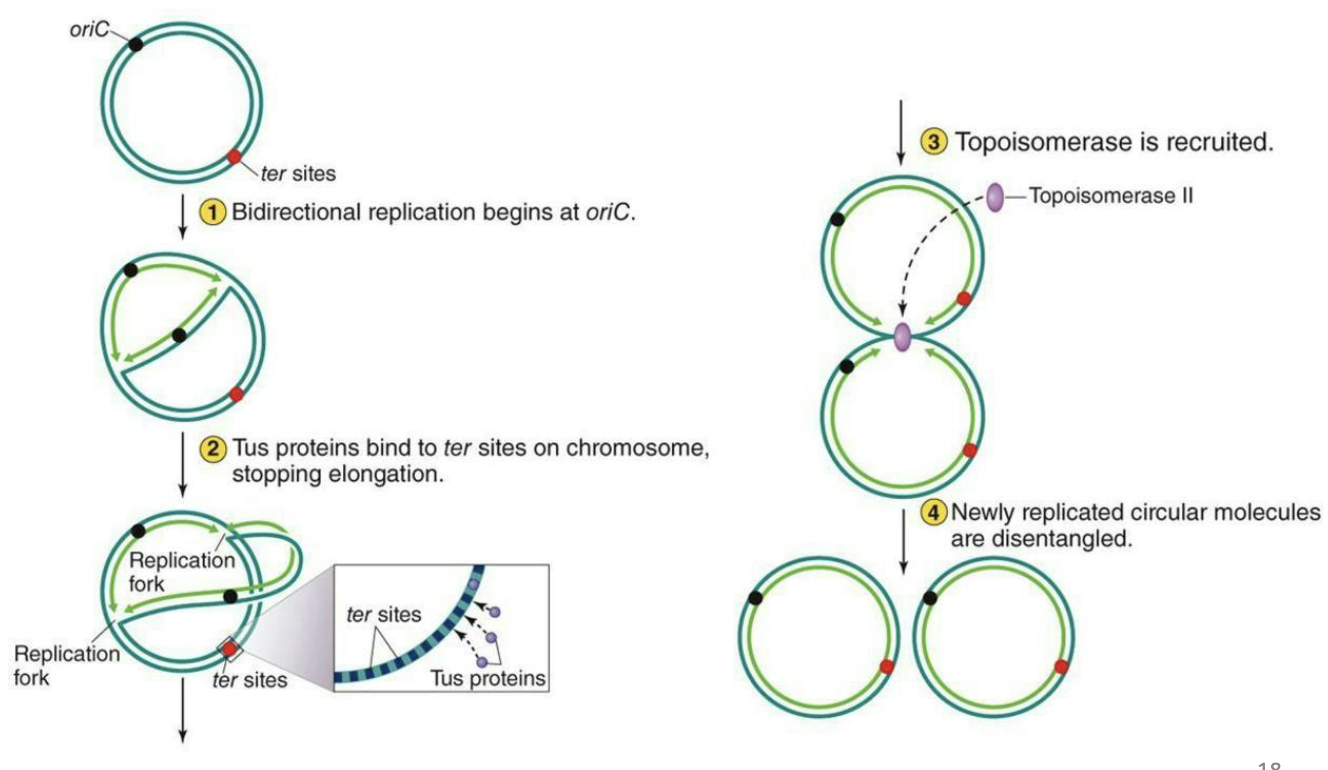 <ul><li><p>Termination of circular chromosome replication</p><ul><li><p>1) Bidirectional replication begins at <em>oriC</em></p></li><li><p>2) Tus proteins bind to <em>ter</em> sites on the chromosome, stopping elongation</p></li><li><p>3) Topoisomerase is recruited</p></li><li><p>4) Newly replicated circular molecules are disentangled </p></li></ul></li></ul><p></p>