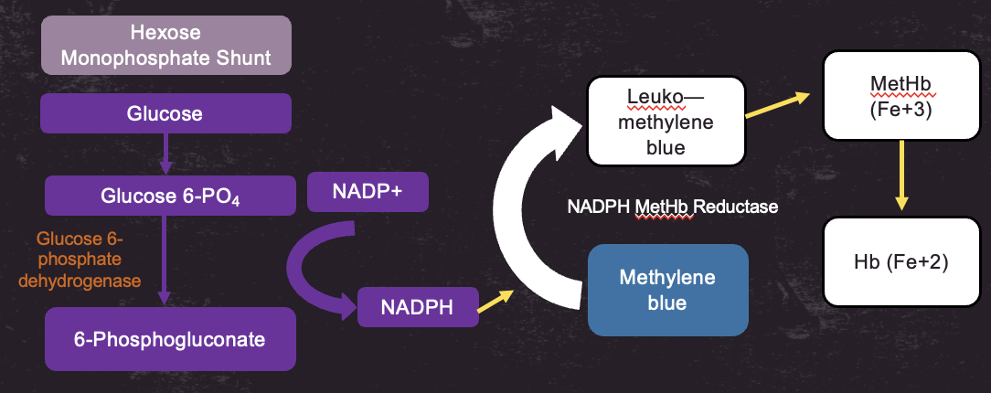 <p>Methemoglobin can be reduced using NADPH produced in the hexose monophosphate shunt, methylene blue and NADPH MetHb reductase</p><ul><li><p>NADPH reduces Methylene blue in the presence of NAPDH MetHB reeductase → Leuko-methylene blue → reduces MEtHb (Fe3+) → Hb (Fe 2+)</p></li></ul><p></p>