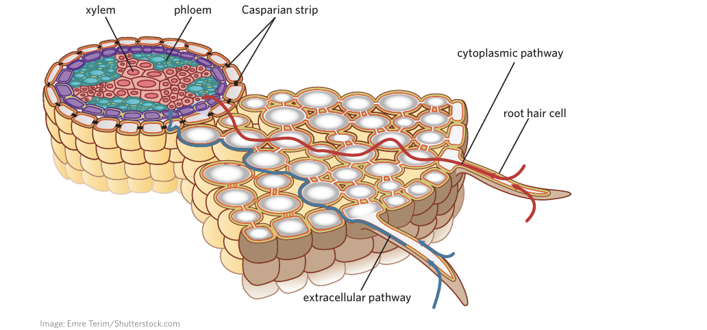 <p>Pathway with water and solutes dissolved in it, diffuses into gaps between cells</p><p>-<span>roots absorb the majority of water from the soil.</span></p><p><span>-reaches hydrophobic casparian strip, water and solutes forced to enter cells</span></p><p><span><strong>Fast passive diffusion</strong></span></p>