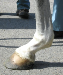 <p>This horse have a sloping pastern angle, what is seen with it?</p>