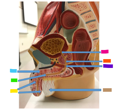 <p>What is the orange arrow?</p>