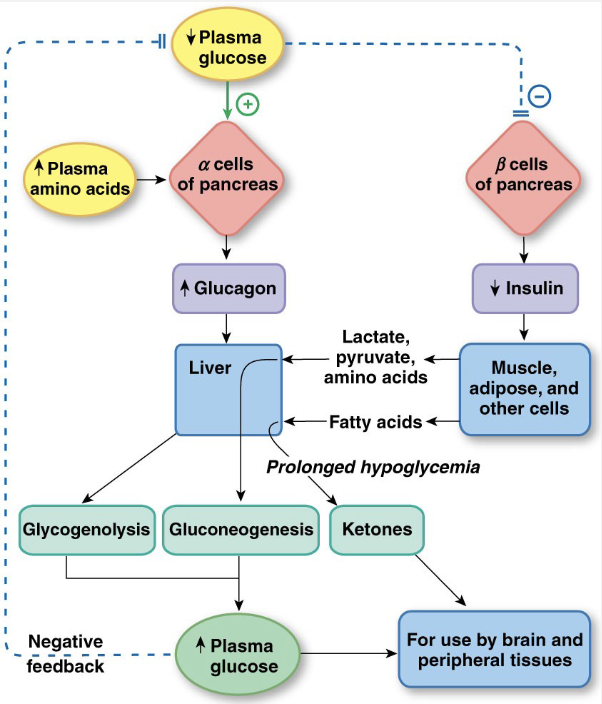 <p>Antagonist to insulin</p><p>Increases glucose</p><ul><li><p>Glycogenolysis</p></li><li><p>Lipolysis</p></li><li><p>these two release stored energy</p></li><li><p>Gluconeogenesis: uses breakdown products of lipids and proteins to make glucose</p></li><li><p>under starvation conditions, breaks down proteins</p></li></ul><p></p>