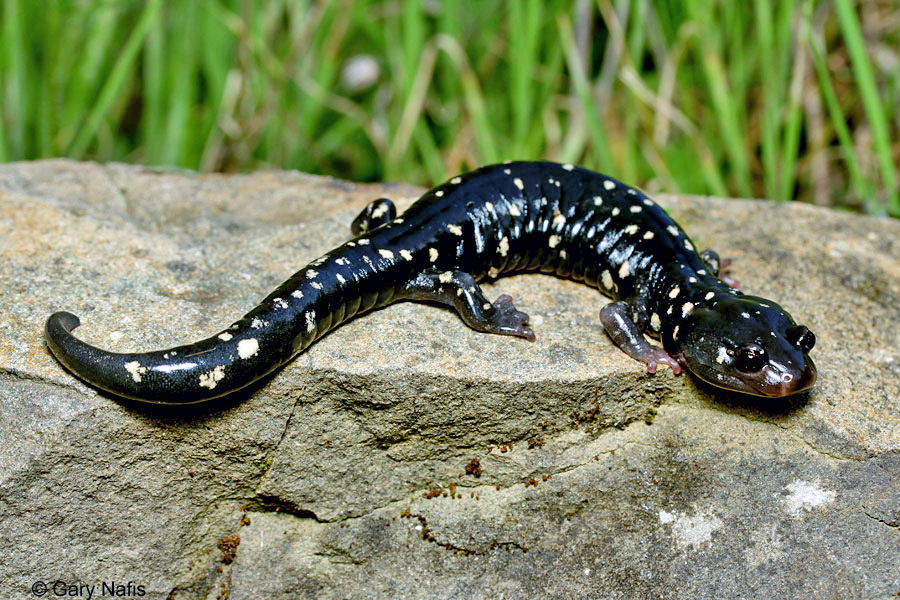 <p>Plethodontidae<br>Aneides flavipunctatus<br>Black Salamander</p>