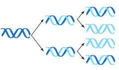 <p>Method of DNA replication in which parental strands separate, act as templates, and produce molecules of DNA with one parental DNA strand and one new DNA strand</p>