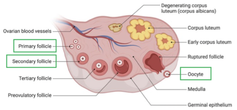 <ul><li><p>Germ cells (stem cells) migrate to the developing ovaries</p></li><li><p>They divide via mitosis to produce many diploid oogonia </p></li><li><p>Oogonia develop into primary oocytes (with 2 sets of chromosomes) </p></li><li><p>Each primary oocyte begins meiosis but arrests in Prophase i</p></li><li><p>Primary oocytes are enclosed by follicle cells, forming primary follicles </p></li></ul><p></p>