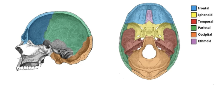 <p>The roof of the neurocranium that protects the brain from above</p><ul><li><p>frontal</p></li><li><p>parietal</p></li><li><p>occipital bones.</p></li></ul><p></p>