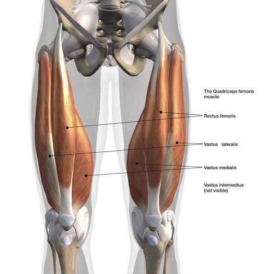 <ul><li><p>along diaphysis of the femur</p></li></ul><p></p>