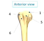 <ul><li><p>6</p></li></ul><p></p>