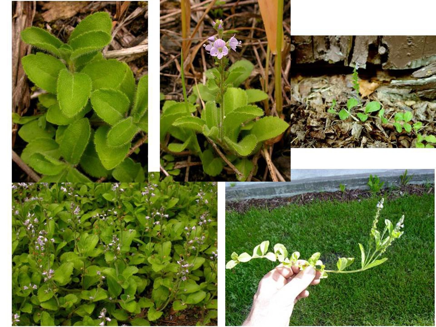 <p>Veronica officinalis</p>