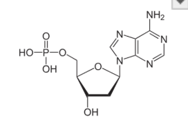 <p>monomer: nucleotides, phosphate group, 5 carbon sugar, nitrogenous base</p><ul><li><p>cytosine, thymine (uracil in RNA), guanine and adenine</p></li></ul><p>linking bond: phosphodiester linkage (sugar, phosphate backbone)</p><p>example: DNA, storing and transmitting genetic info, bases are in teh inferior of the helix, ufncitonal groups are polar and will intearct with one another</p>