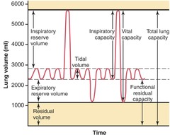 <p>Tidal volume multiplied by respiratory rate.</p>